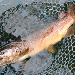 やる気満々のアマゴたち ～岡崎トラウトポンド～